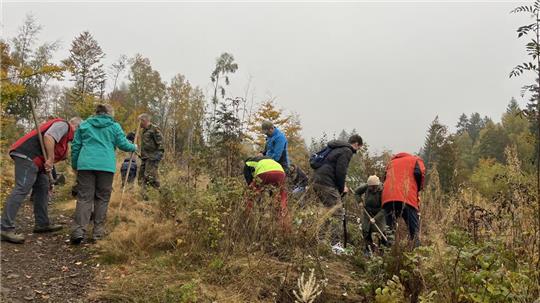 Engagiert bringen die Helfer des Vereins Braunlager Bäume die Setzlinge in den Boden.