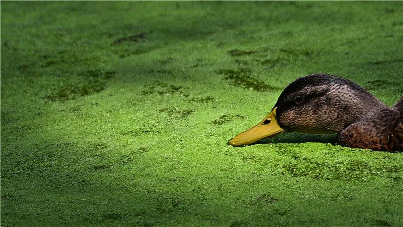 Entengrütze im Großen Tiergarten in Berlin.