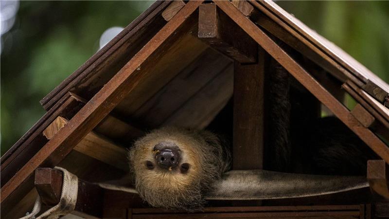 Entspannt durch den COP30: Faultiere begeistern im Emilio-Goeldi-Museum in Belem