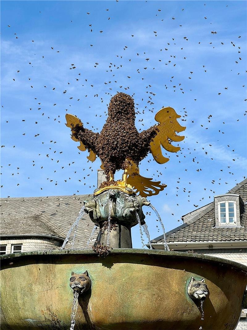 Himmelfahrt im Harz: Feierlichkeit, Alkoholkonsum und Unfälle Er ist von Kopf bis Fuß auf Bienen eingestellt: Der Goslarer Marktbrunnen-Adler ist an Himmelfahrt ein massiv umschwärmter Vogel. Foto: Privat