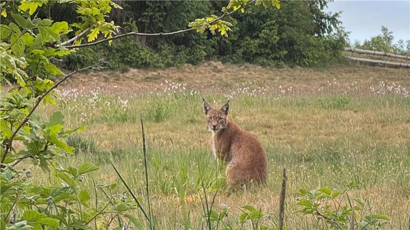 Luchs reißt Schafe in Wolfshagen: Vier tote Tiere gefunden "Er war ganz schön zu beobachten", sagt der Goslarer Stefan Wenglewski über den Luchs, den er am Freitagabend am Steinberg in Goslar beobachten konnte. Etwa zur gleichen Zeit wird in Wolfshagen ein Luchs gefangen, der mehrere Schafe gerissen hat.