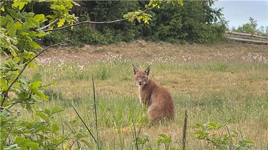 "Er war ganz schön zu beobachten", sagt der Goslarer Stefan Wenglewski über den Luchs, den er am Freitagabend am Steinberg in Goslar beobachten konnte. Etwa zur gleichen Zeit wird in Wolfshagen ein Luchs gefangen, der mehrere Schafe gerissen hat.