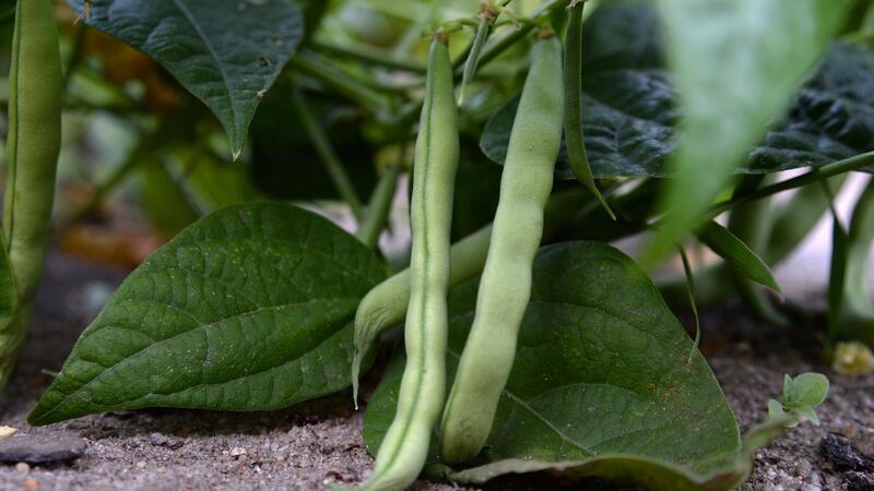 Erbsen und Zuckerschoten produzieren mehr Früchte bei regelmäßiger Ernte.