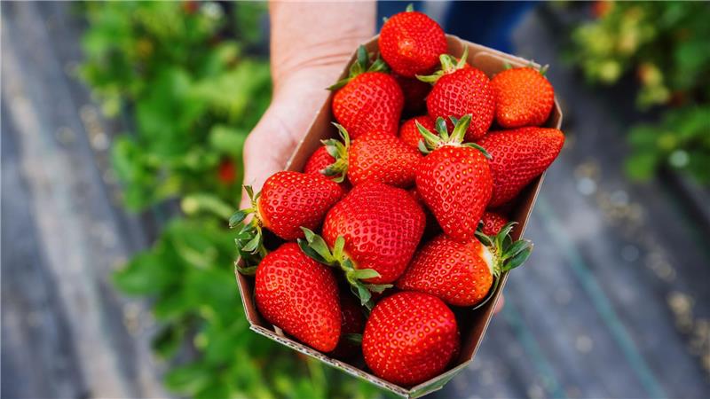 Erdbeeranbauer Ell verkauft seine Erdbeeren auch über den Discounter Aldi-Süd. (Archivbild)