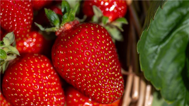 Erdbeeren gehören zu den beliebtesten Früchten in Deutschland – auch als Rohstoff für Marmelade.