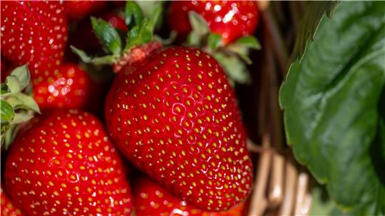 Erdbeeren gehören zu den beliebtesten Früchten in Deutschland – auch als Rohstoff für Marmelade.