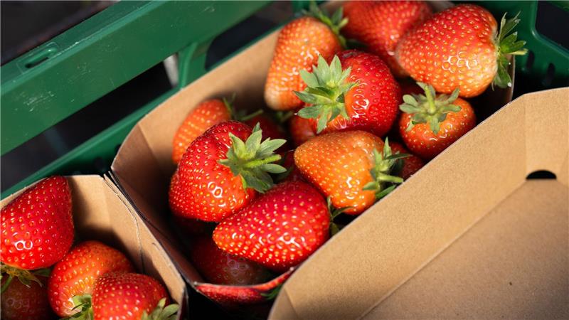In Niedersachsen werden die ersten Erdbeeren gepflückt Erdbeeren liegen während der Ernte in Schalen.