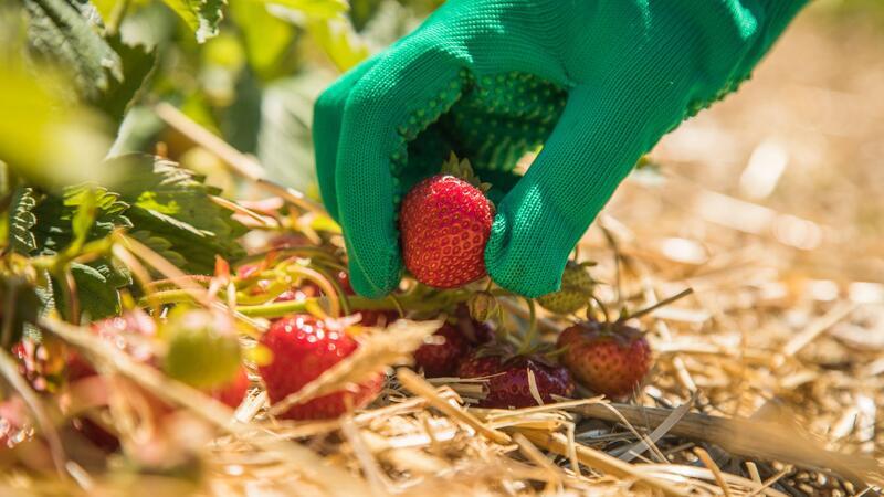 10 Dinge, die Sie für den Anbau von Erdbeeren wissen müssen Erdbeeren sind empfindlich - Vorsicht bei der Ernte.