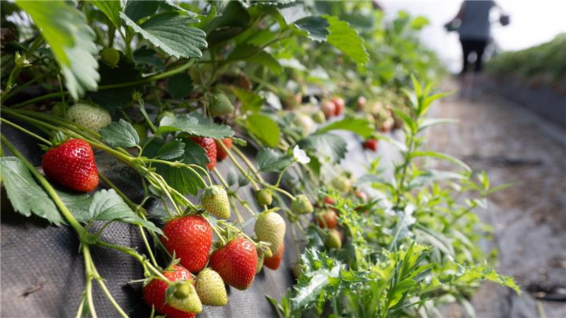 In Niedersachsen werden die ersten Erdbeeren gepflückt Erdbeeren wachsen in einem Folientunnel auf dem Spargel- und Beerenhof Heuer in der Region Hannover.