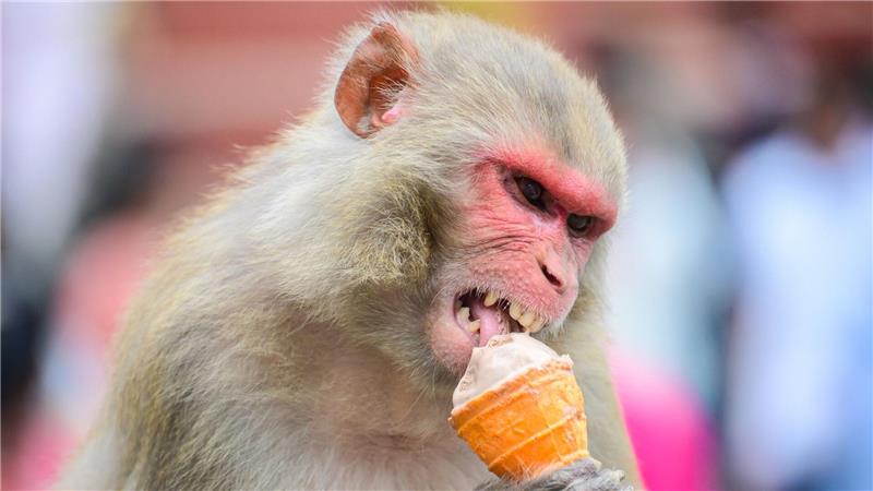 Bilder des Tages Erfrischung - Ein Affe genießt ein Eis in Kathmandu.