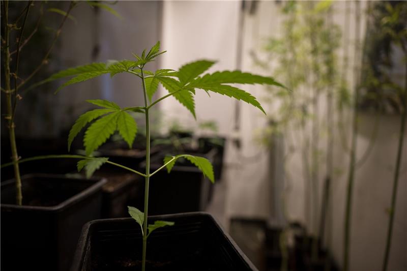 Lauterbach zuversichtlich vor Cannabis-Abstimmung Erlaubt werden soll für Erwachsene ab 18 Jahren grundsätzlich der Besitz von bis zu 25 Gramm Cannabis zum Eigenkonsum. In der eigenen Wohnung sollen drei lebende Cannabispflanzen legal werden und bis zu 50 Gramm Cannabis zum Eigenkonsum.