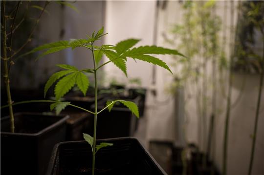 Erlaubt werden soll für Erwachsene ab 18 Jahren grundsätzlich der Besitz von bis zu 25 Gramm Cannabis zum Eigenkonsum. In der eigenen Wohnung sollen drei lebende Cannabispflanzen legal werden und bis zu 50 Gramm Cannabis zum Eigenkonsum.