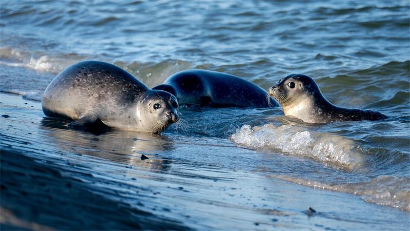 Ernie, Lucy und Tiffy wurden per Schiff zur ostfriesischen Insel Juist gebracht und dort ausgesetzt.