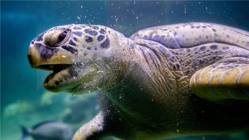 Ernie hat bislang im Sea Life im niederländischen Scheveningen gelebt und ist nun nach Wilhelmshaven umgezogen. 
