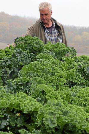 Wie bei Neuwallmoden alte Obstsorten gerettet werden Ernst hat es nicht nur Obst angetan: Bei ihm wächst auch die Oldenburger Palme, eine alte Grünkohl-Sorte.