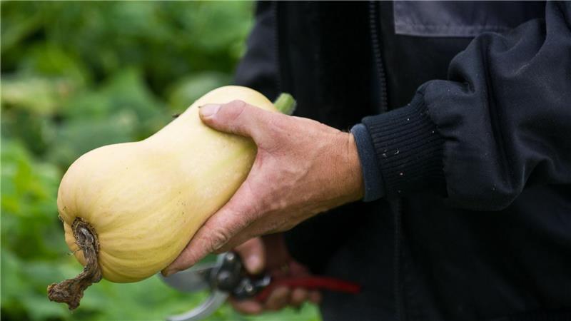 Kürbis-Boom: Pumpkin ist populär Ernte eines Kürbisses der Sorte Butternut. (Archivbild)