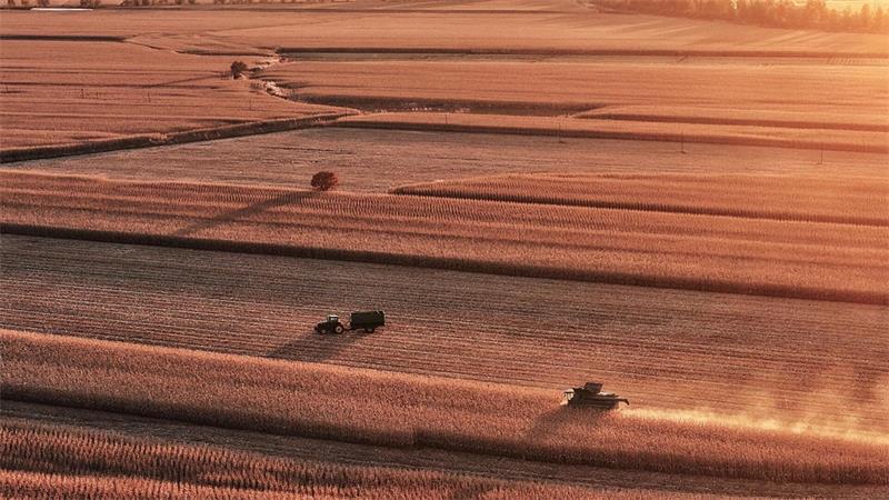 Erntearbeiten auf einem Maisfeld in Tongjiang in der nordostchinesischen Provinz Heilongjiang.