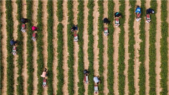 Erntehelfer pflücken auf einem Feld Erdbeeren.