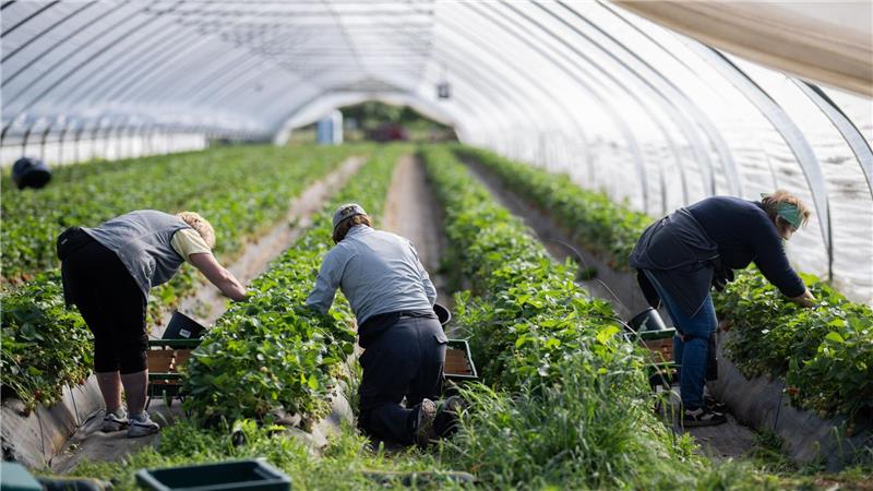 Erntehelferinnen pflücken Erdbeeren in einem Folientunnel.