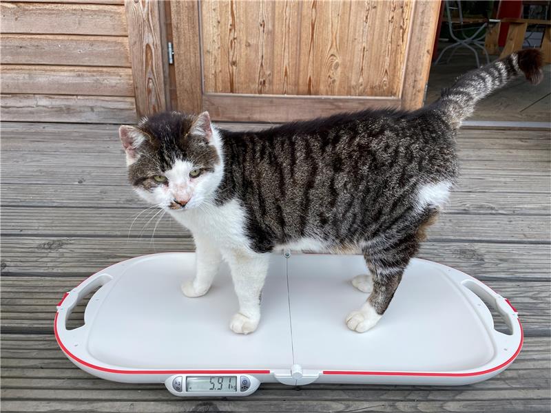 Wildkatzengehege Bad Harzburg: Vermisster Hugo ist wieder da Erst kürzlich hatte das 18-jährige Tier den letzten Gesundheitscheck – aktuell wiegt er laut seinen Besitzern rund sechs Kilogramm.