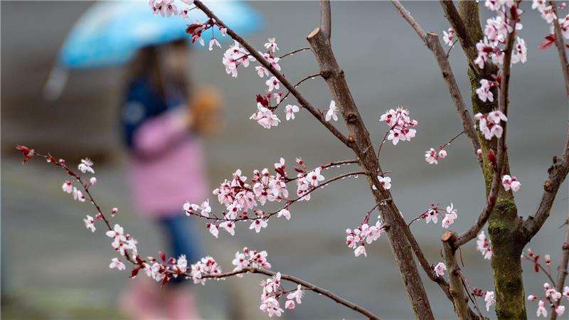Erste Blüten sind an einem Kirschbaum zu sehen. Während die ersten Pflanzen ihre Blüten zeigen, bringt das Wochenende in Nordrhein-Westfalen Regen.
