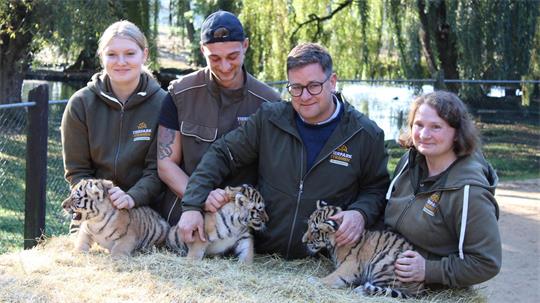Erster Gesundheits-Check: die drei kleinen Amur-Tiger werden unter anderem gechippt.