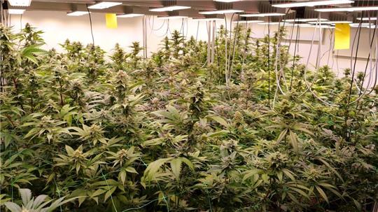 Erstmals erhalten Mitglieder eines Anbauvereins im niedersächsischen Ganderkesee Cannabis. Dem Cannabis Social Club zufolge ist es bundesweit die erste legale Cannabis-Abgabe eines solchen Vereins. (Archivbild)