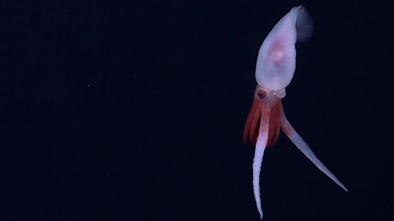 Casper-Krake und Seekröte - Funde im Tiefsee-Gebirge Erstmals gelangen Aufnahmen von einem lebenden Promachoteuthis-Kalmar.
