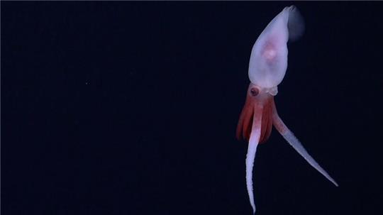 Erstmals gelangen Aufnahmen von einem lebenden Promachoteuthis-Kalmar.