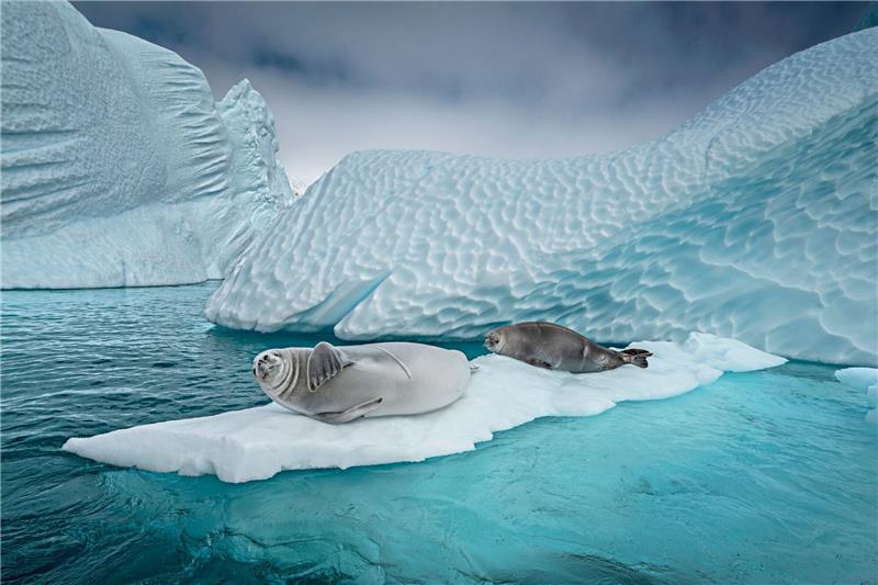 Experten finden Vogelgrippe bei Säugetieren in Antarktis Erstmals haben britische Wissenschaftler nach eigenen Angaben die Vogelgrippe bei Säugetieren nahe der Antarktis entdeckt (Archivbild).