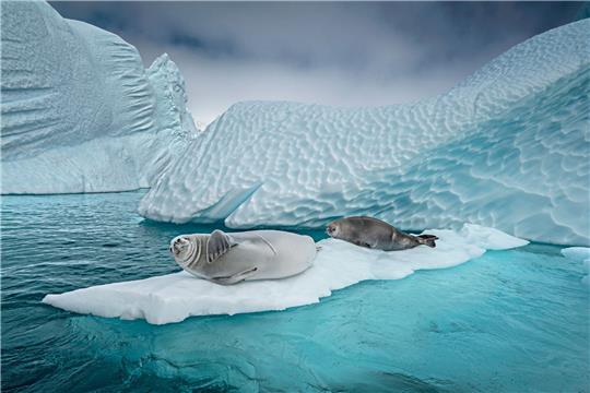 Erstmals haben britische Wissenschaftler nach eigenen Angaben die Vogelgrippe bei Säugetieren nahe der Antarktis entdeckt (Archivbild).