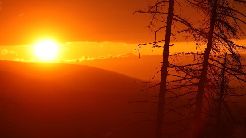 Kahlflächen im Harz gehen erstmals seit Jahren wieder zurück Erstmals seit Jahren gehen die Kahlflächen im Harz zurück (Archivbild).