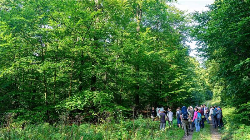 Wildnisgebiet im Solling - Wo die Natur wieder übernimmt Erstmals sind Besuchergruppen durch das Schutzgebiet geführt worden.
