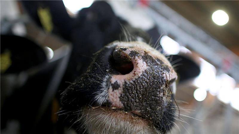 Erstmals sind in Europa bei einer Kuh Antikörper gegen die Vogelgrippe festgestellt worden. (Symbolbild)