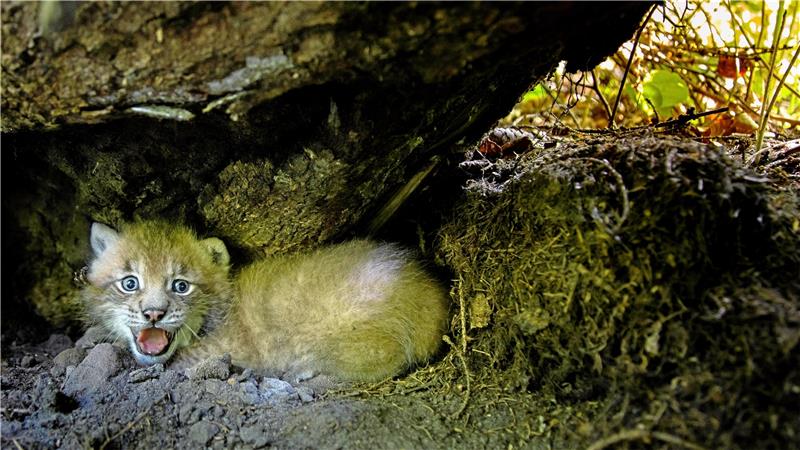 Rückkehr des Luchses: Auf leisen Pfoten in den Harz Erwischt: Dieser kleine Luchs macht große Augen und faucht den Fotografen an. Foto: Ole Anders