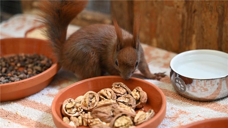 Es gibt Futter - ein Eichhörnchen kann sich in einer Auffangstation in Teltow an Walnüssen bedienen.