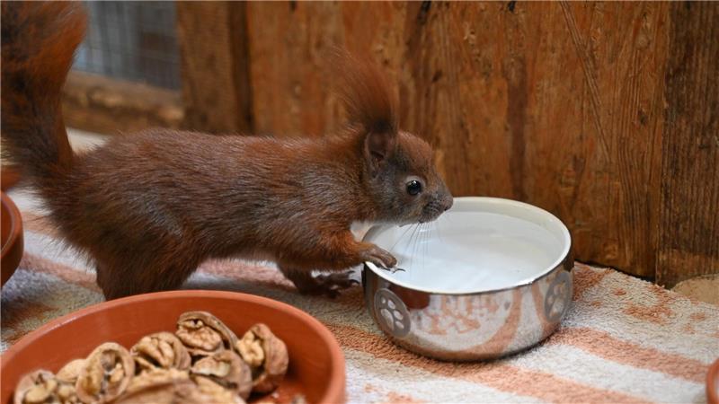 Wenn Eichhörnchen vom Ast fallen: Klimawandel schwächt Tiere Es gibt Futter und Wasser für Eichhörnchen in der Auffangstation im brandenburgischen Teltow.