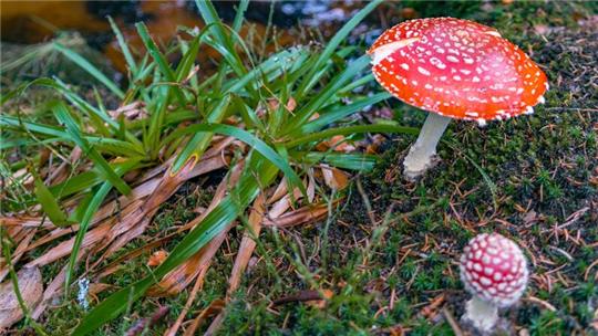 Es gibt Pilze, wie diesen Fliegenpilz, die sollte man besser nicht essen. Auch darüber wird Hans Manhart informieren.