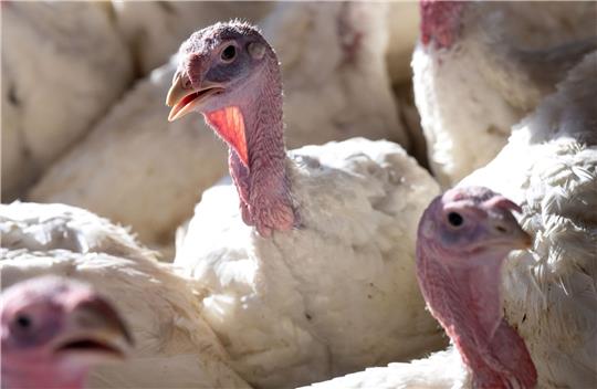 Es gibt aktuell vermehrt Vogelgrippe-Ausbrüche in deutschen und europäischen Geflügelhaltungen.