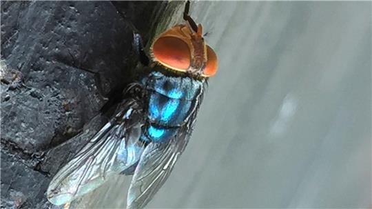 Es gibt gute Möglichkeiten, die Neuwelt-Schraubenwurmfliege gezielt zu bekämpfen.