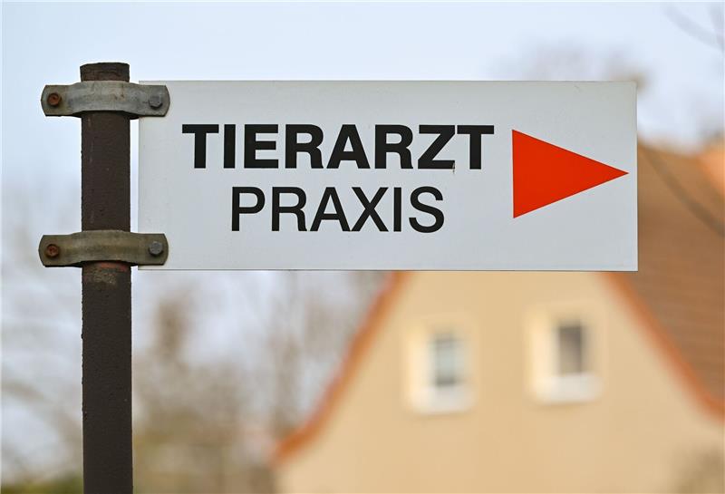 Es gibt in Deutschland Notrufnummern für schnelle Hilfe für erkrankte und verletzte Hunde und Katzen.