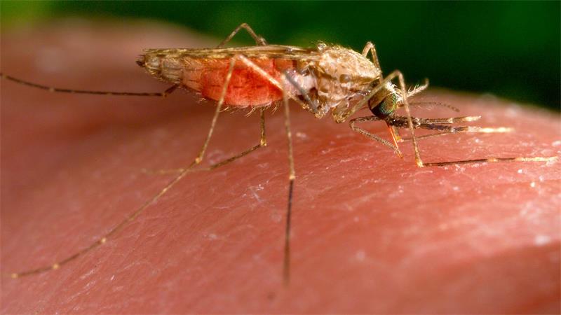 Es gibt nun einen weiteren Malaria-Todesfall in Frankfurt. (Archivbild)