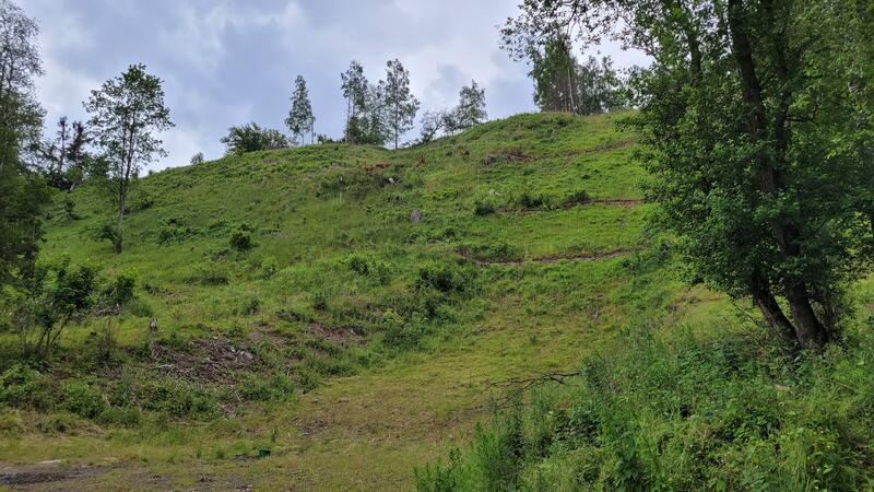 Altenau: Mit Harzer Höhenvieh zurück zur Bergwiese Es grünt am Mühlenberg. Der Weg zur Bergwiese dauert aber noch ein wenig.