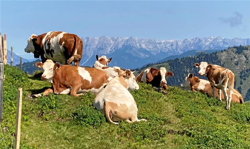 Mehrere braun-weiße Kühe liegen und stehen auf einer grünen Wiese vor einer Bergkulisse