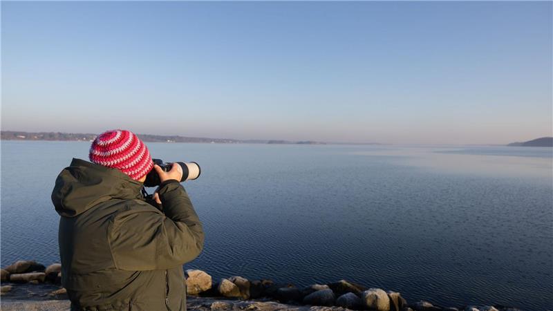 Es handelt sich um einen jungen Finnwal.