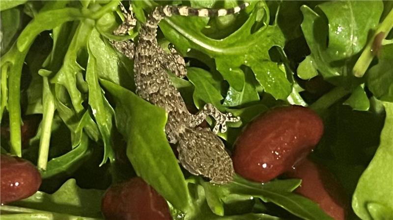 Frau in Polen findet Gecko in Rucola-Packung Es handelt sich um einen jungen Mauergecko.