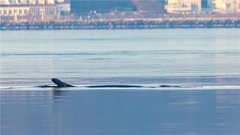 Es ist an einer charakteristischen Kerbe an der Finne zu erkennen.