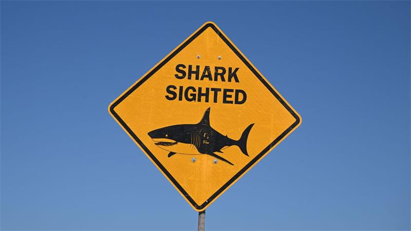 Schwimmer stirbt bei Haiattacke in Westaustralien Es ist der zweite Haiangriff in Westaustralien innerhalb weniger Tage. (Symbolbild)