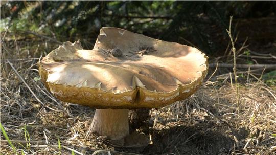 Es ist die Zeit, in der Pilzsammler wieder ausströmen. Aber nicht alle Pilze darf man essen. 