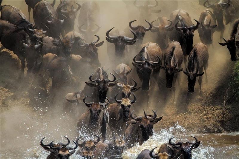 Hindernisse erschweren jährliche Gnu-Wanderung Es ist die einzige verbleibende große Gnu-Wanderung: Jedes Jahr wandern mehr als eine Million Gnus in der ostafrikanischen Savanne zwischen der tansanischen Serengeti und der Masai Mara in Kenia.